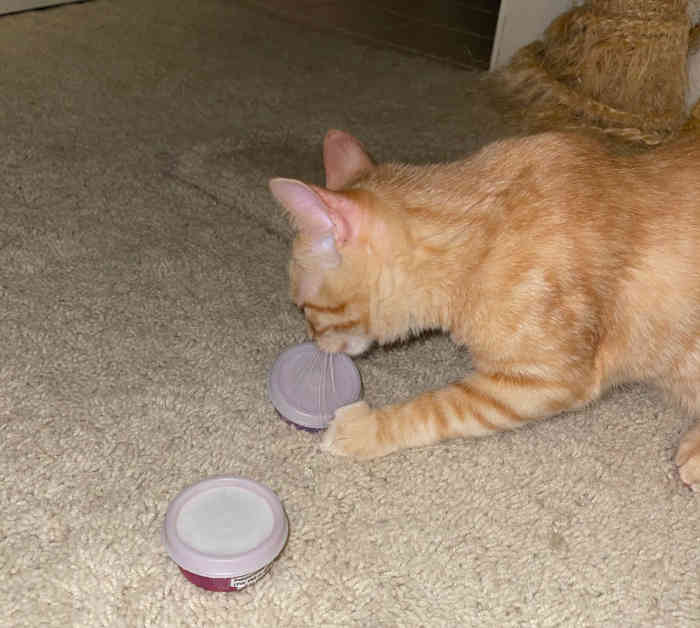 My kitten playing with the pill containers